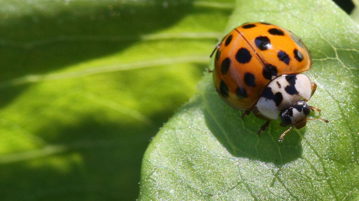 Coccinelles asiatiques Une menace pour la biodiversit