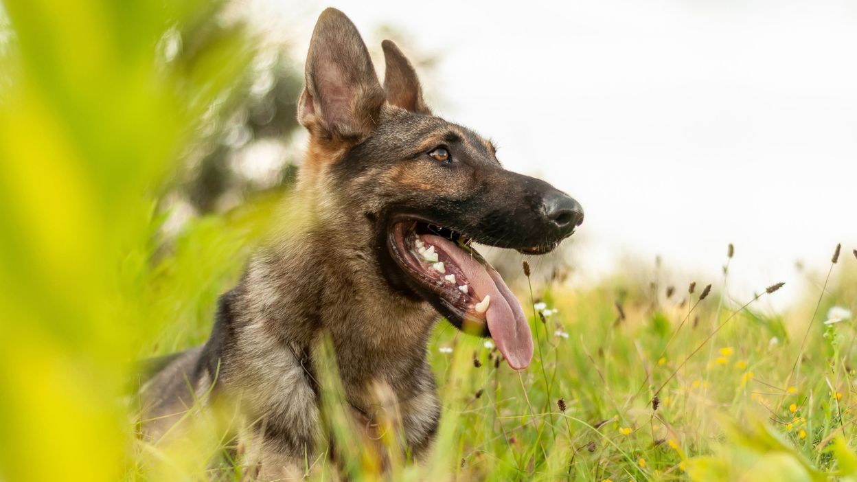 Pourquoi les chiens ontils cette habitude de lécher les gens ? RTBF