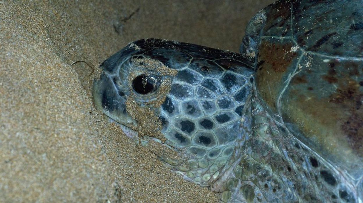 Tortue de La Réunion : une espèce à protéger