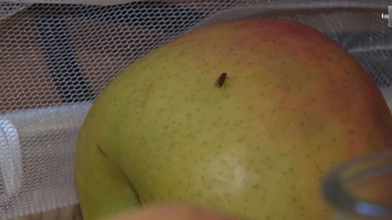 10 astuces pour se débarrasser des mouchettes dans la cuisine RTBF Actus