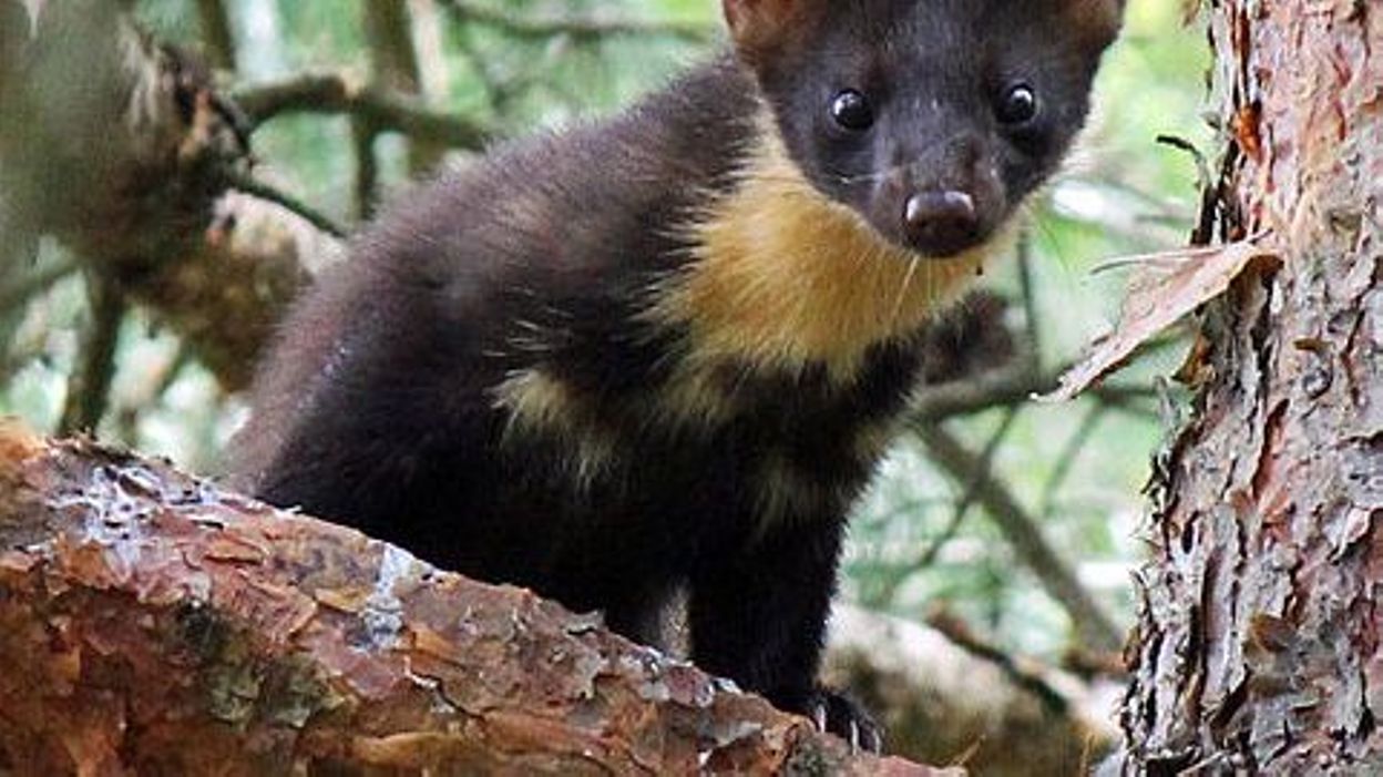 La martre des pins repérée en Forêt de Soignes - RTBF Actus