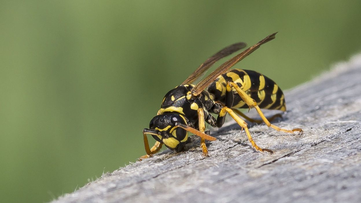 Guêpe, abeille, frelon comment les distinguer et que faire en cas de — free download