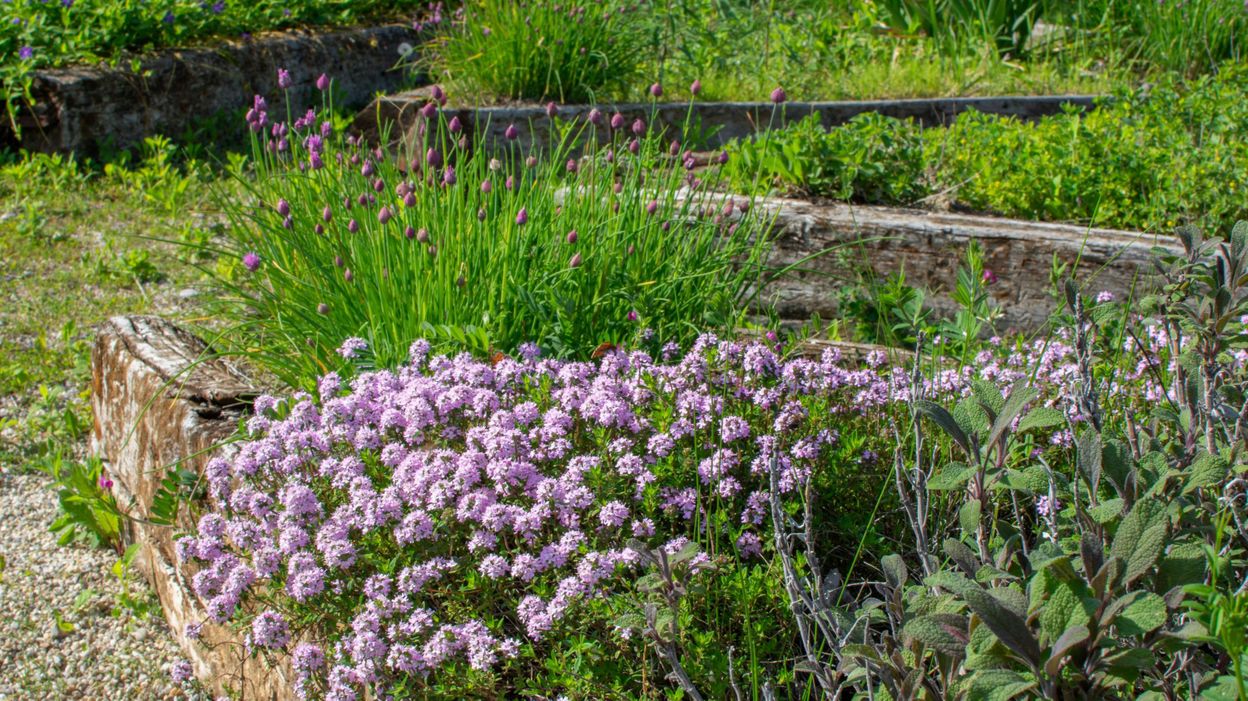 Conserver ses plantes aromatiques, conseils et idées