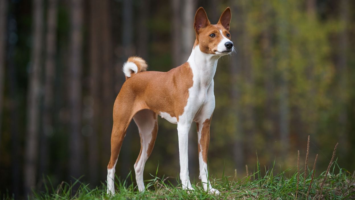 Voisinage quelles sont les races de chien qui aboient le moins ? RTBF Actus