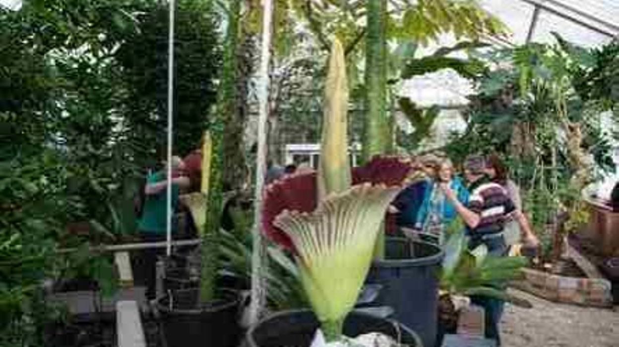 Le 'plus grand arum titan de Belgique' est en floraison au jardin — free download