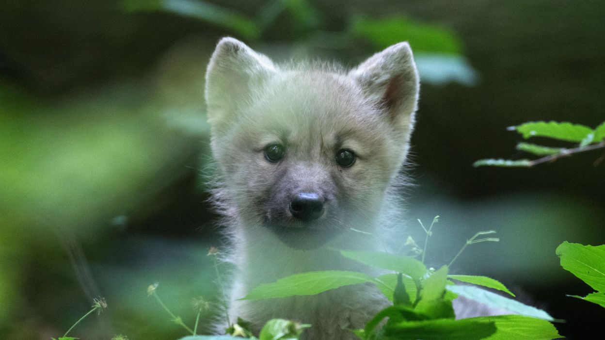 Pourquoi Le Loup Est Un Animal Essentiel Dans La Protection De La ...