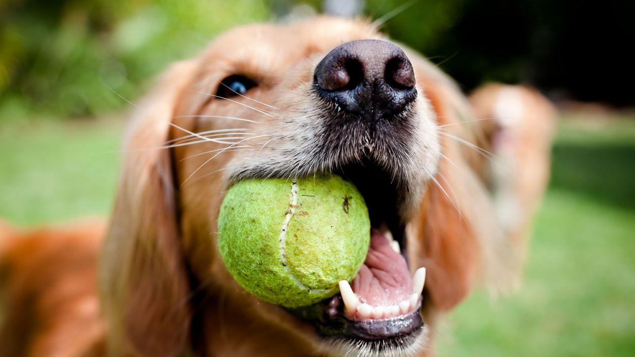 Balle de tennis pour chien