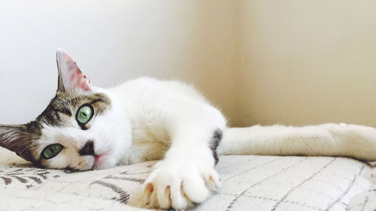 Comment faire porter une collerette à votre chat ? - RTBF Actus