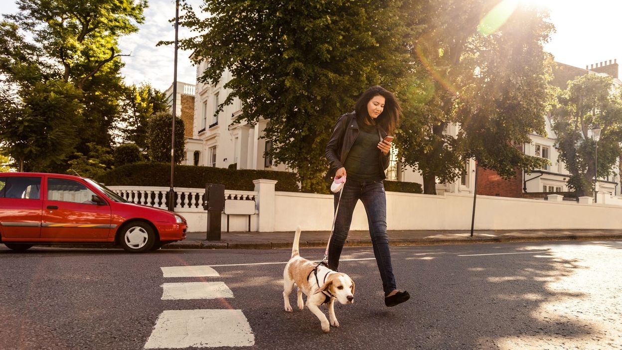 Pourquoi ces voitures portent-elles des noms d'animaux ?