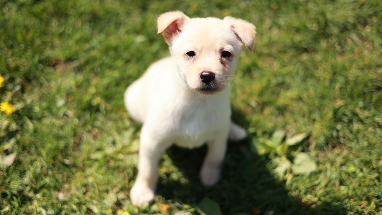 Plongez au cœur d’un refuge animalier avec la nouvelle saison de ...