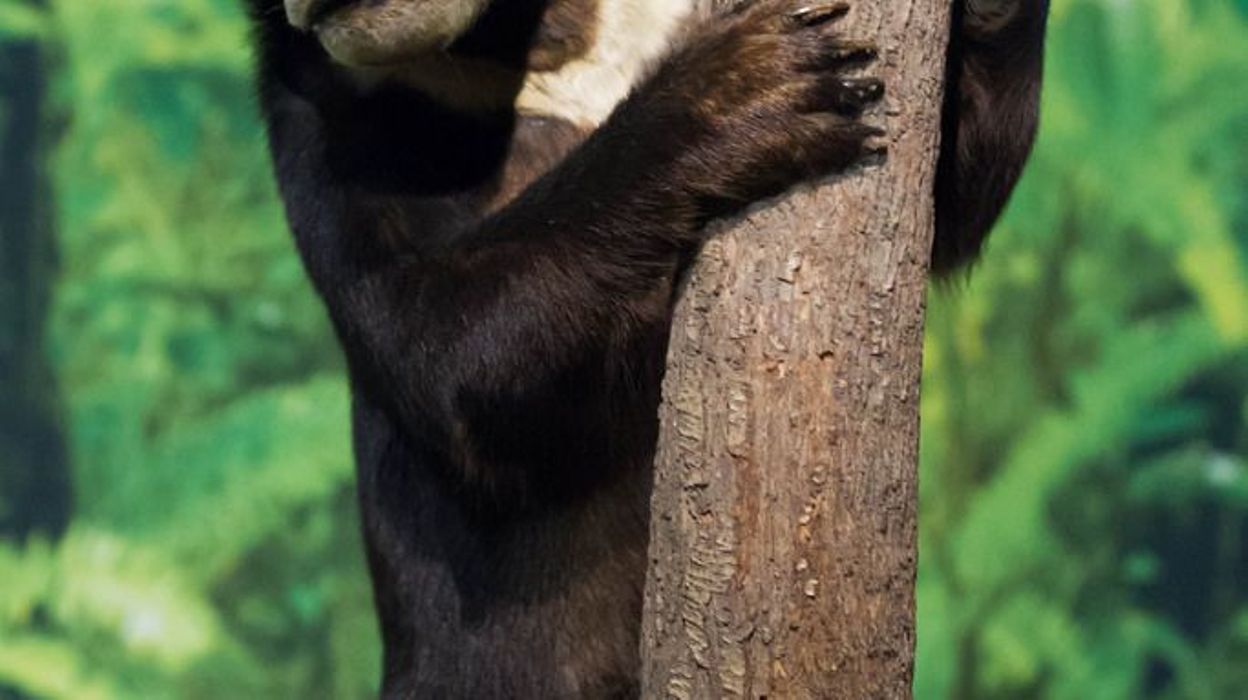 L'ours des cocotiers, le plus petit ours au monde RTBF Actus — free download