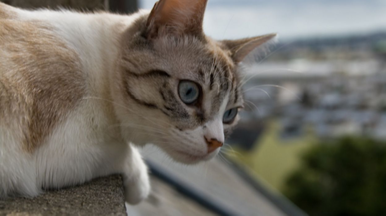 Un Tournaisien Coince Sur Un Toit En Voulant Sauver Un Chat