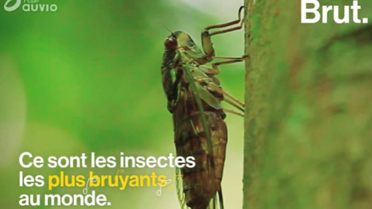 insectes-les-plus-bruyants-au-monde-mais-comment-les-cigales-chantent