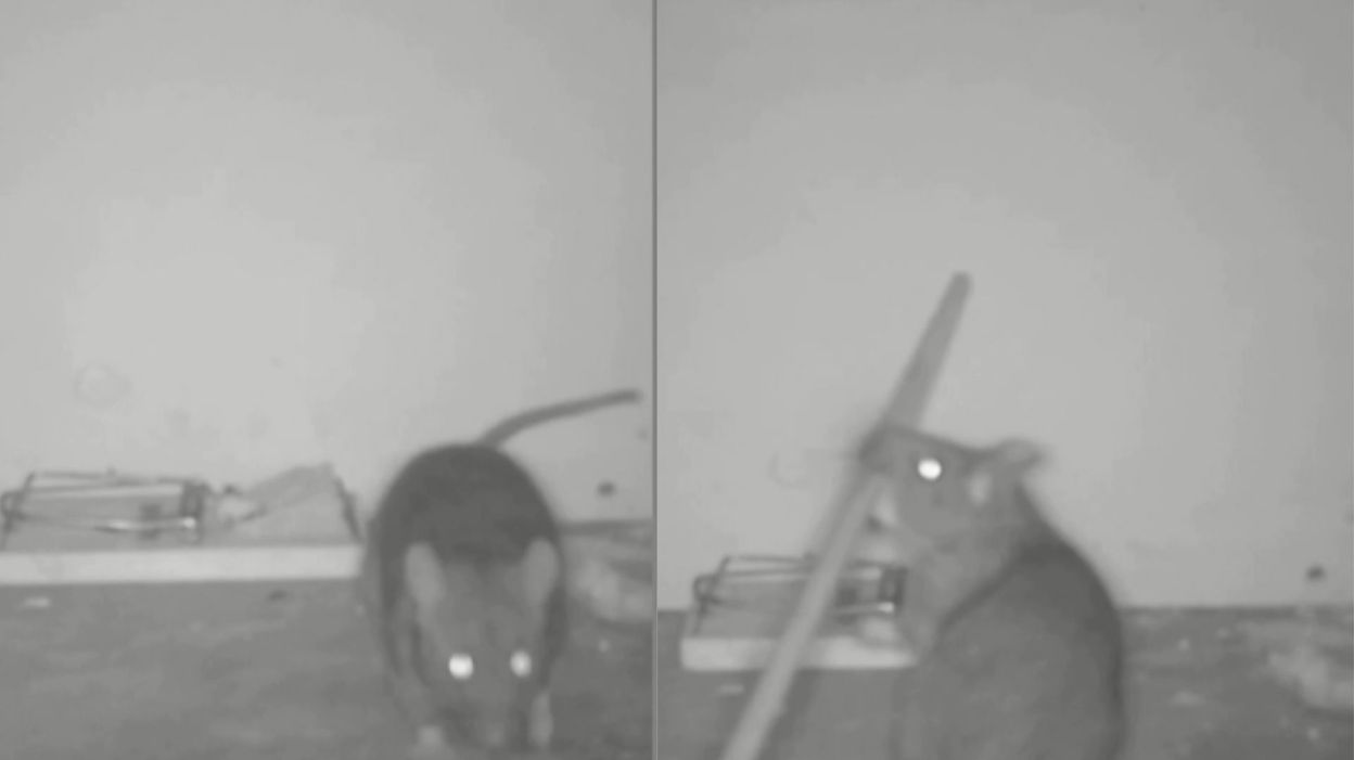 Vidéo insolite : un rat déjoue le piège de l'attrape souris 
