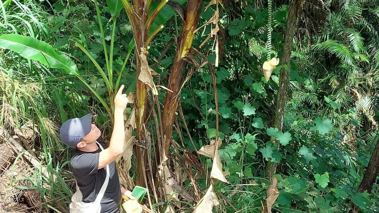 Menacée par un champignon, la banane la plus populaire au monde pourrait  disparaître