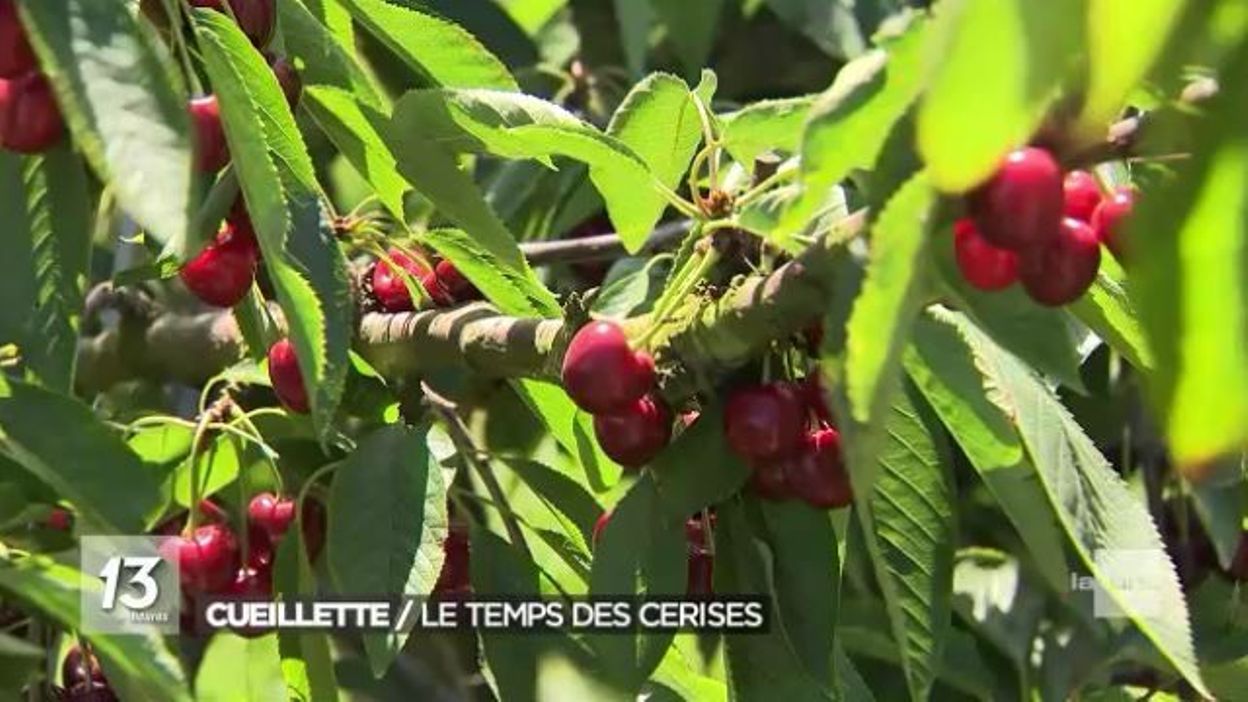 La Cueillette Des Cerises A Débuté Celle Des Asperges Se Termine Rtbf Actus 