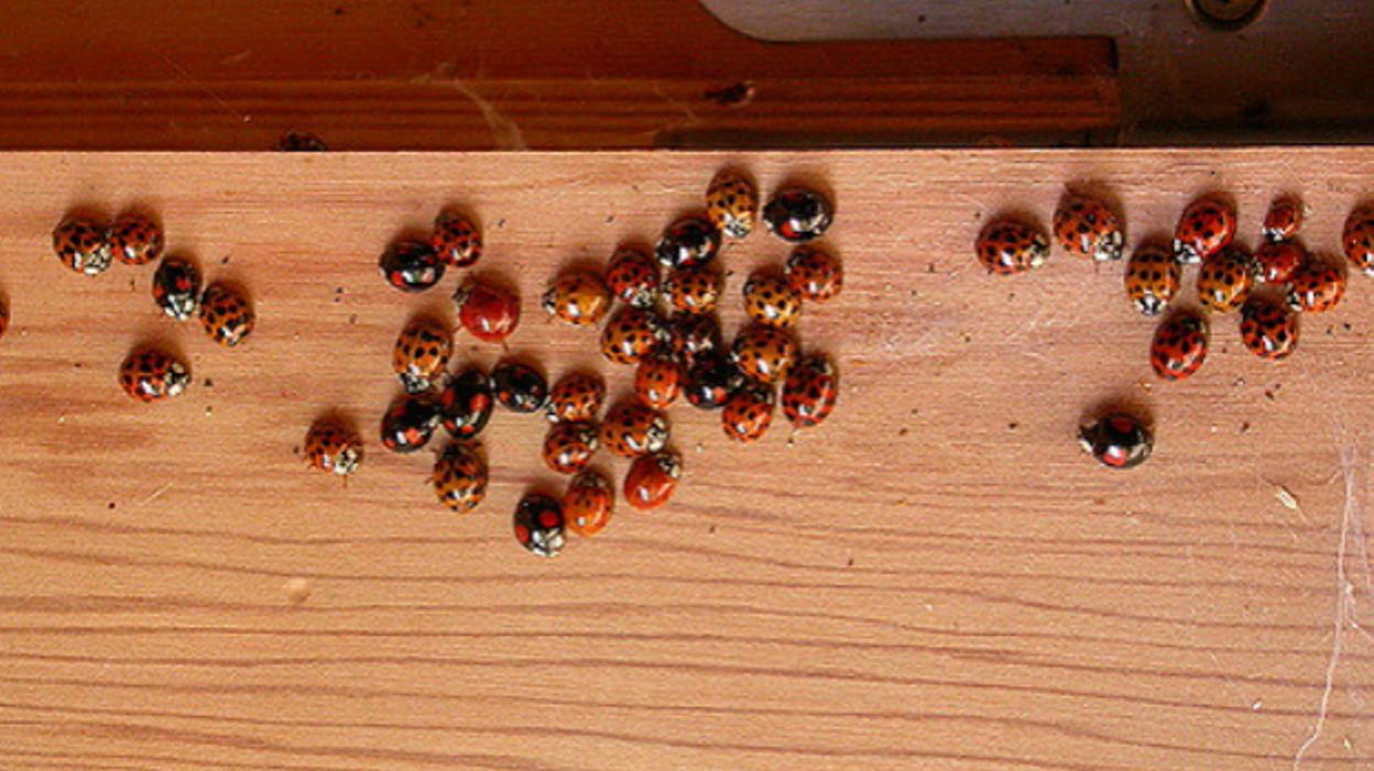 Des coccinelles dans les maisons - RTBF Actus