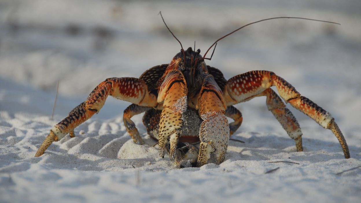 Le crabe bleu une espèce invasive que craignent les pêcheurs albanais — free download