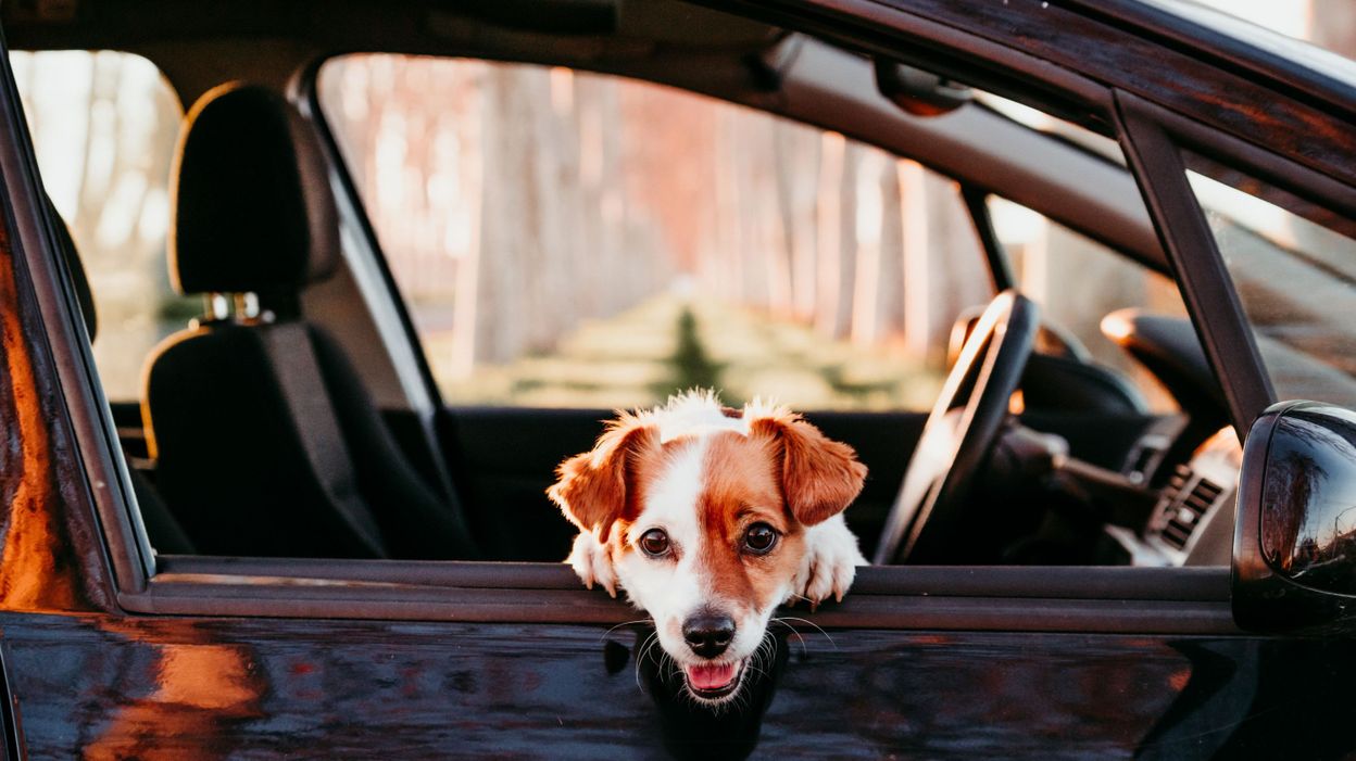 Interdiction de laisser son chien attaché devant un magasin en