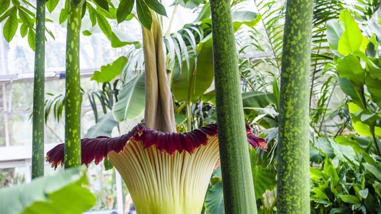Avec 2,55m de hauteur, l'arum titan du Jardin botanique de Meise s — free download
