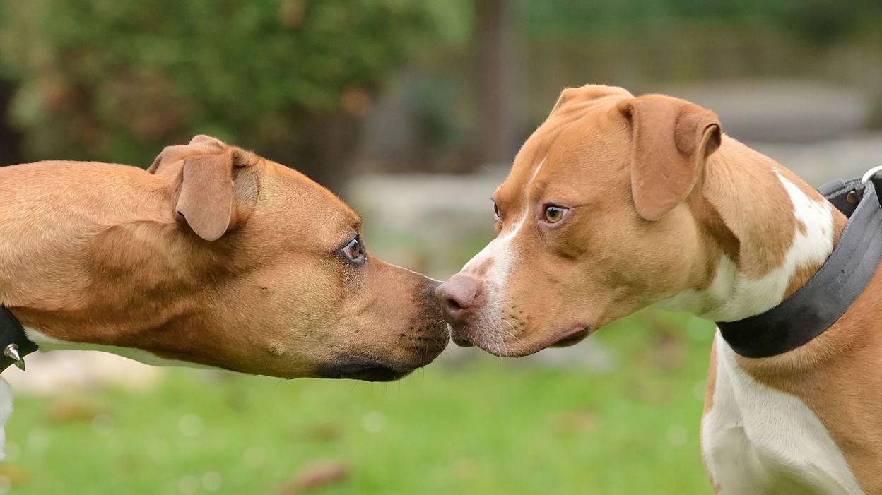 Mon chien se fait attaquer par un autre chien : comment réagir ? - RTBF  Actus