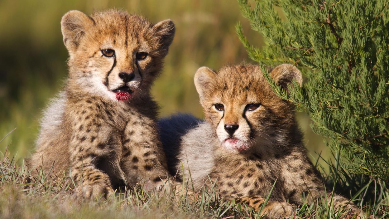 Les bébés animaux les plus mignons d'Afrique du Sud