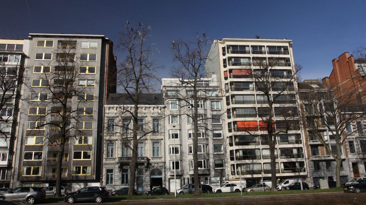 Le Boulevard FrèreOrban est le refuge des grands cormorans RTBF Actus