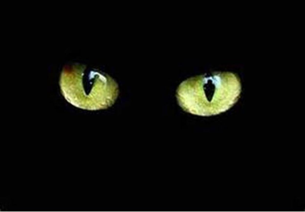 Des Chats Des Yeux Et Des Couleurs Rtbf Be