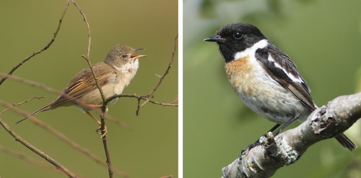 Carnet nature : tout savoir sur les plumes des oiseaux 