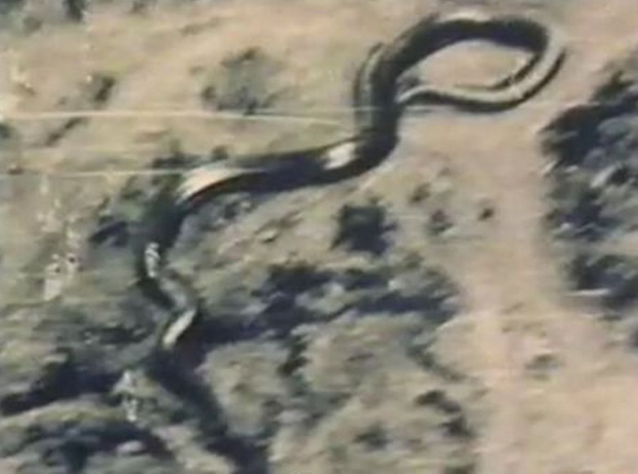 Anaconda, le serpent mangeur d'homme existe t-il vraiment ? - RTBF Actus