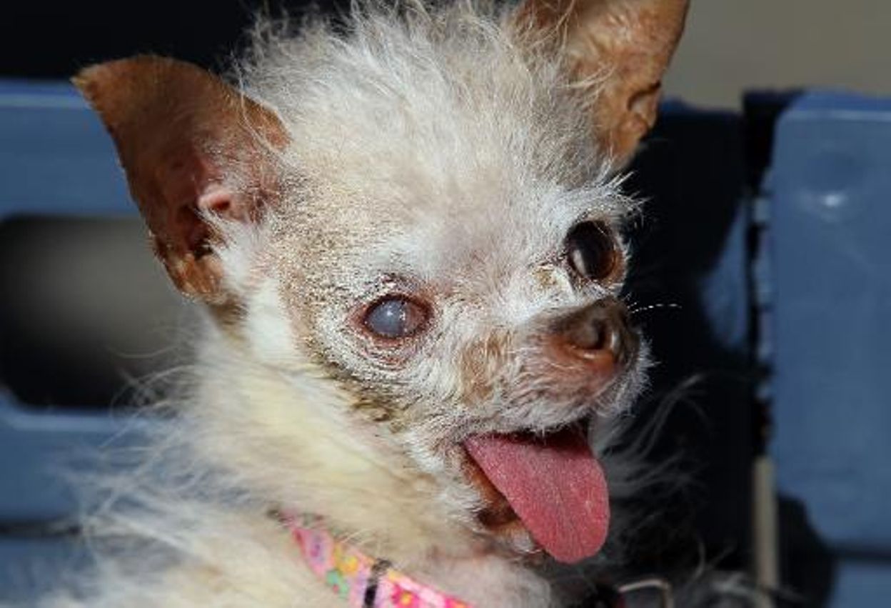 Yoda, 14 ans, est désormais le chien le plus laid du monde - RTBF Actus