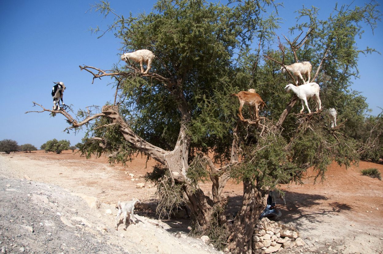 Au Maroc, la désaffection des jeunes menace l'huile d'argan artisanale