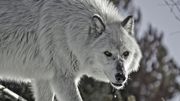 Des loups géants disparus depuis 12500 ans recréés en laboratoire dans ANIMAUX 605ac7e4c16b8a013b4779b81f883e66-1744118107