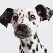 Le dalmatien est le plus beau chien du monde c est la science qui