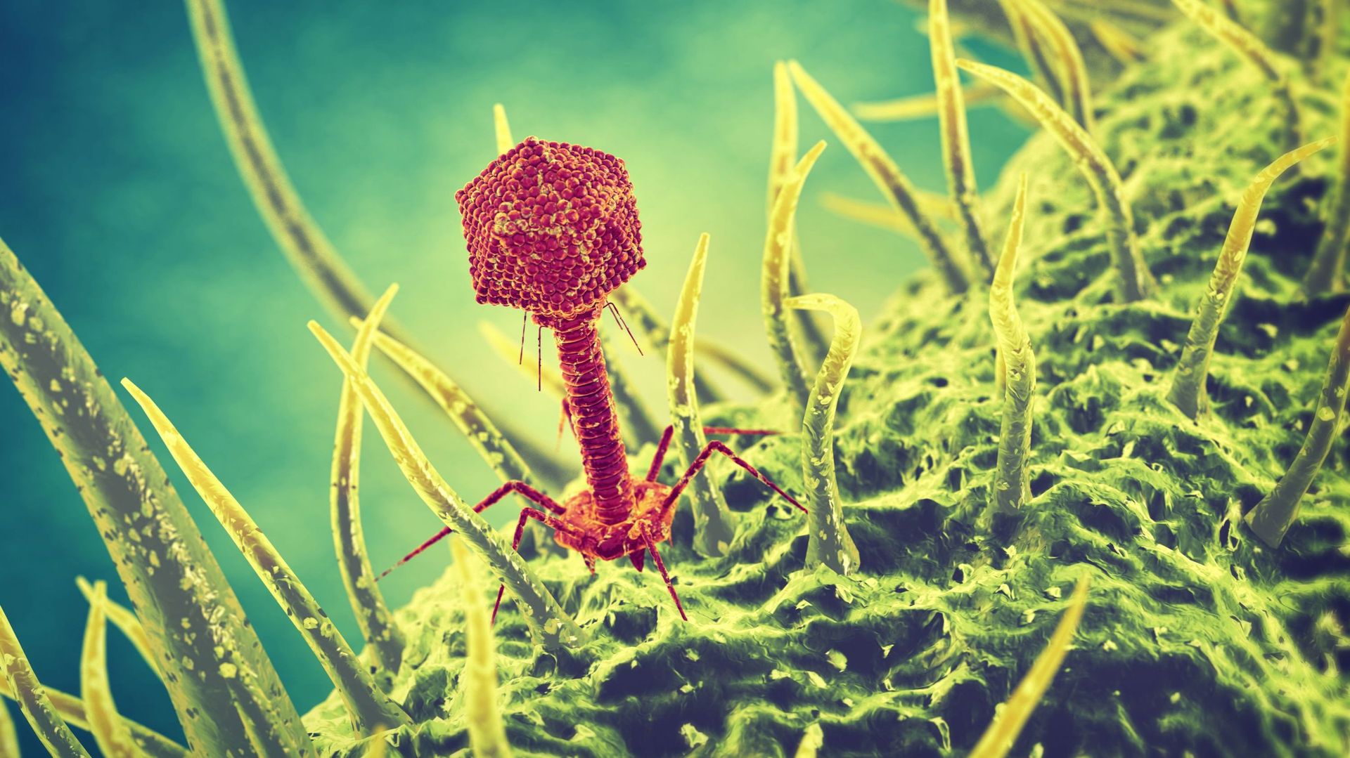 L’hôpital militaire cultive ces phages, qui sont des virus mangeurs de bactéries.