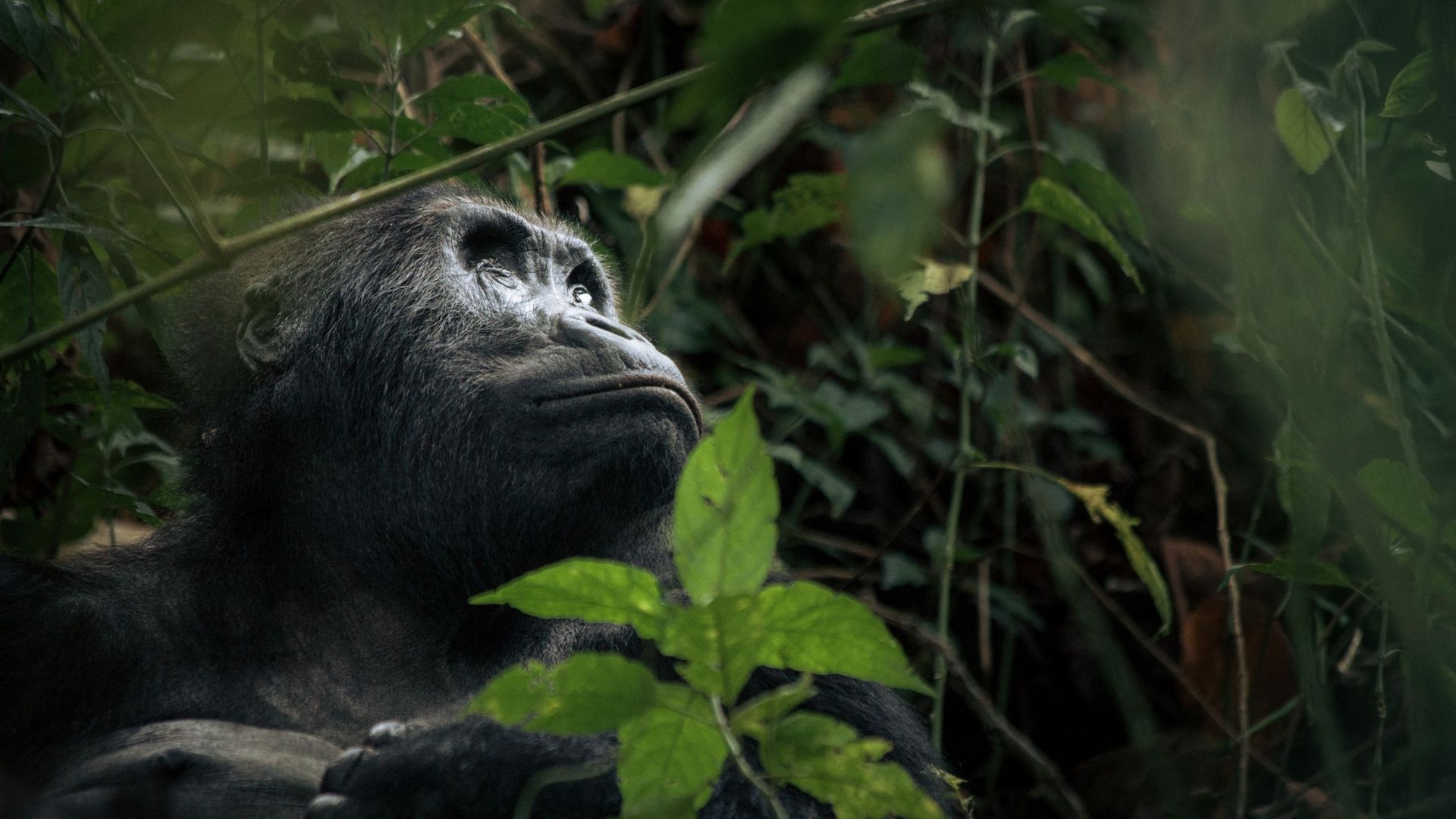Les gorilles de Grauer en danger critique d’extinction, font l’objet de mesures de conservation dans la réserve de Nkuba en RDC
