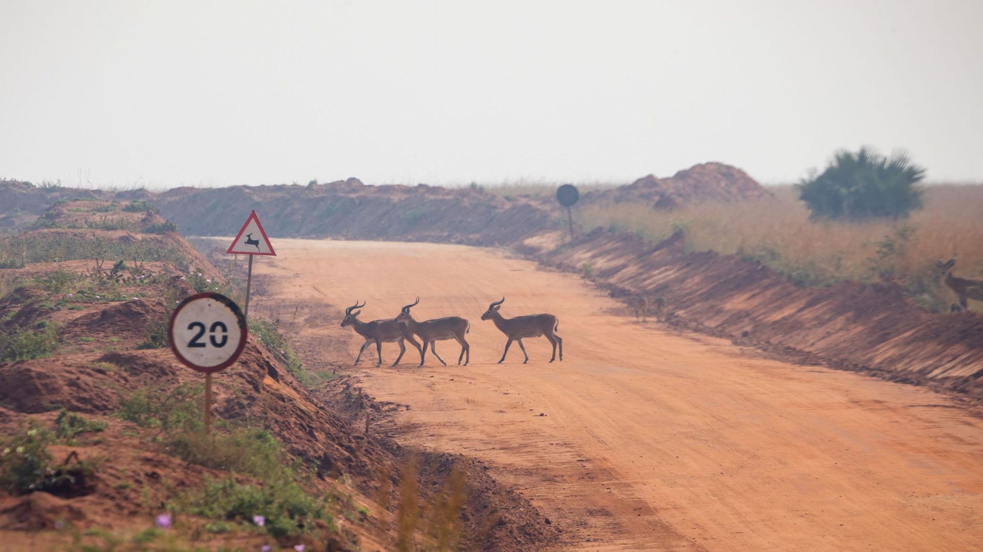 Des antilopes traversent une route à l'intérieur du parc national de Murchison Falls dans le nord-ouest de l'Ouganda, le 22 février 2023. C'est dans cette région riche en biodiversité que le géant pétrolier français TotalEnergies développe le champ pétrol