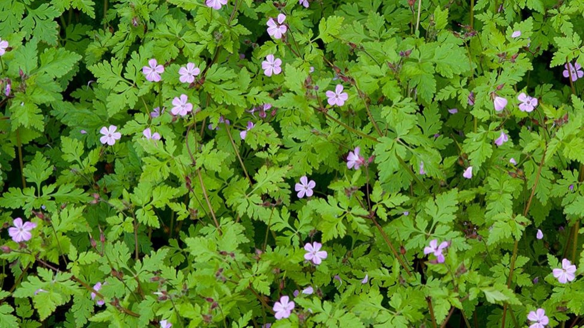 Le géranium herbe à robert