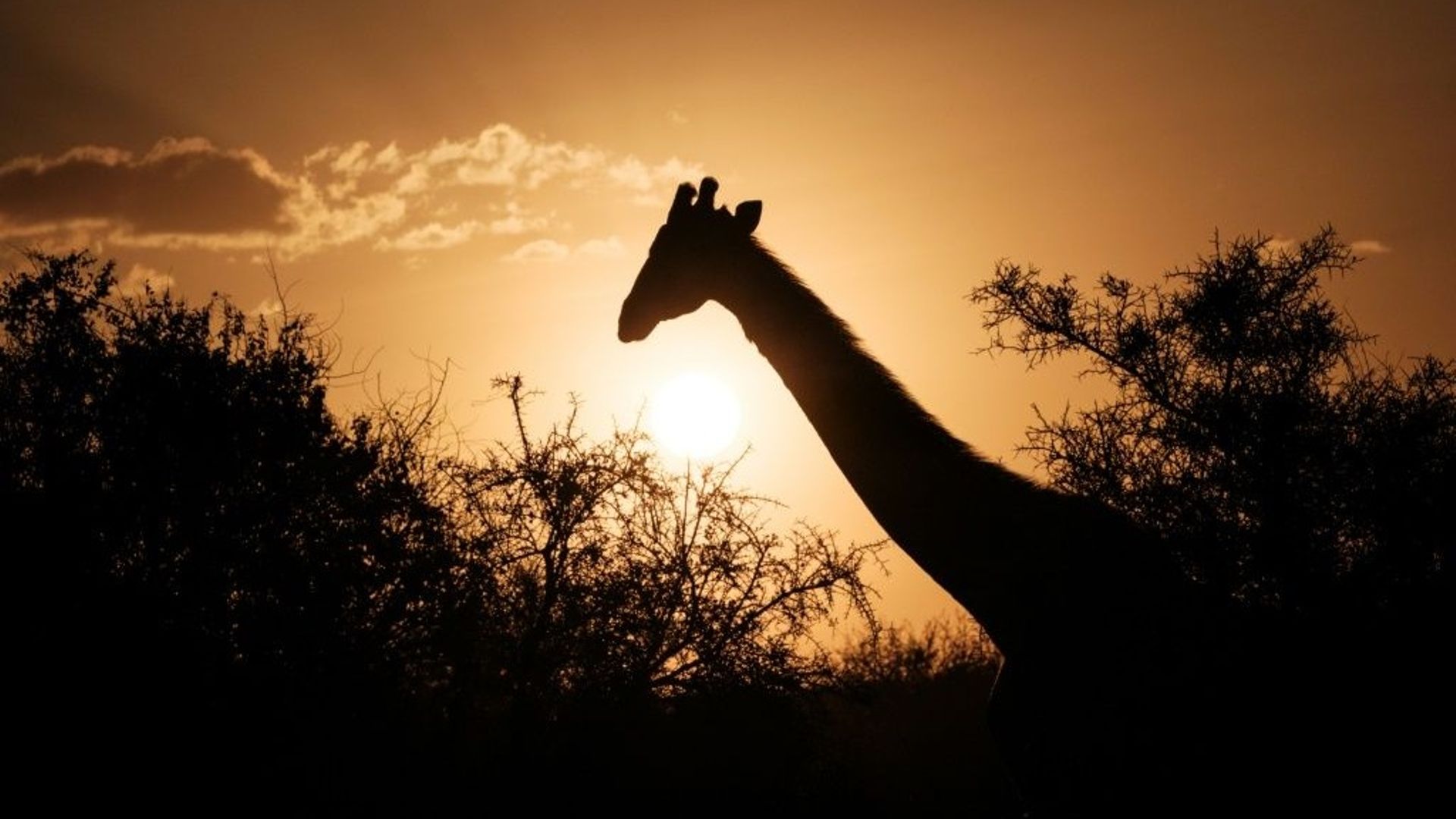 Une girafe dans un parc d'Amboseli, au Kenya, le 21 juin 2022.