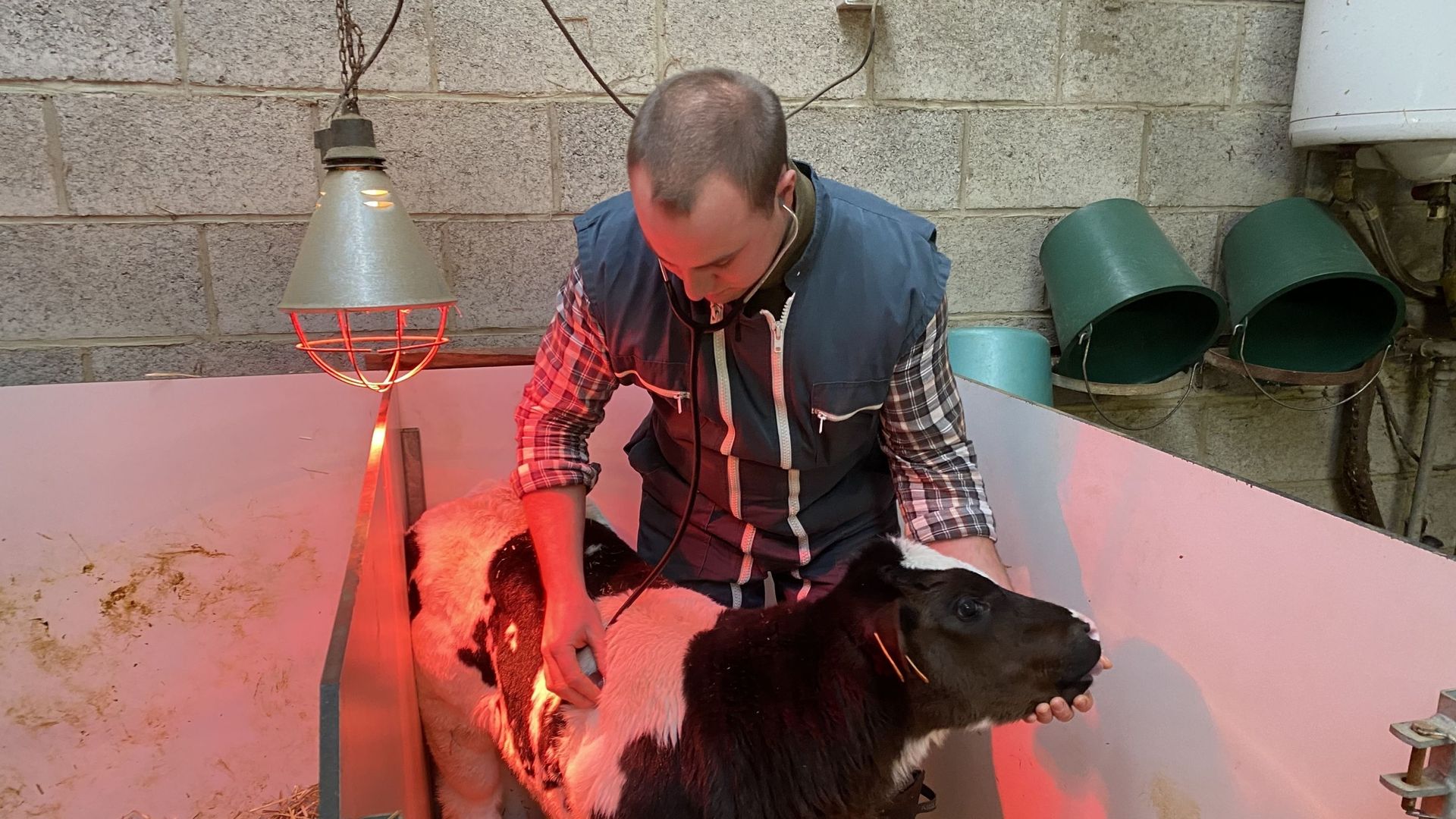 Le Dr Antoine Fraipont, vétérinaire, examine un veau à la ferme Jaymaert à Darion.