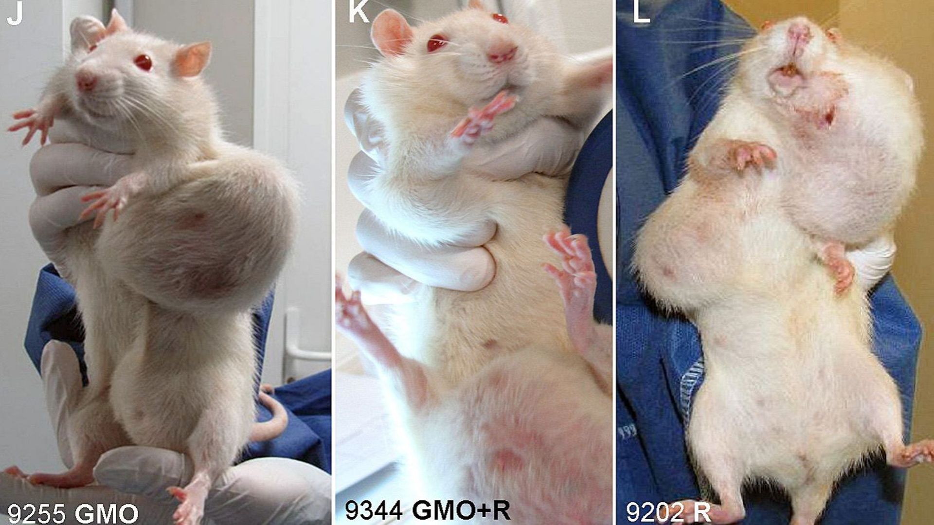 Les rats qui ont été nourris par les scientifiques français au maïs OGM ont développé plus de tumeurs que les autres
