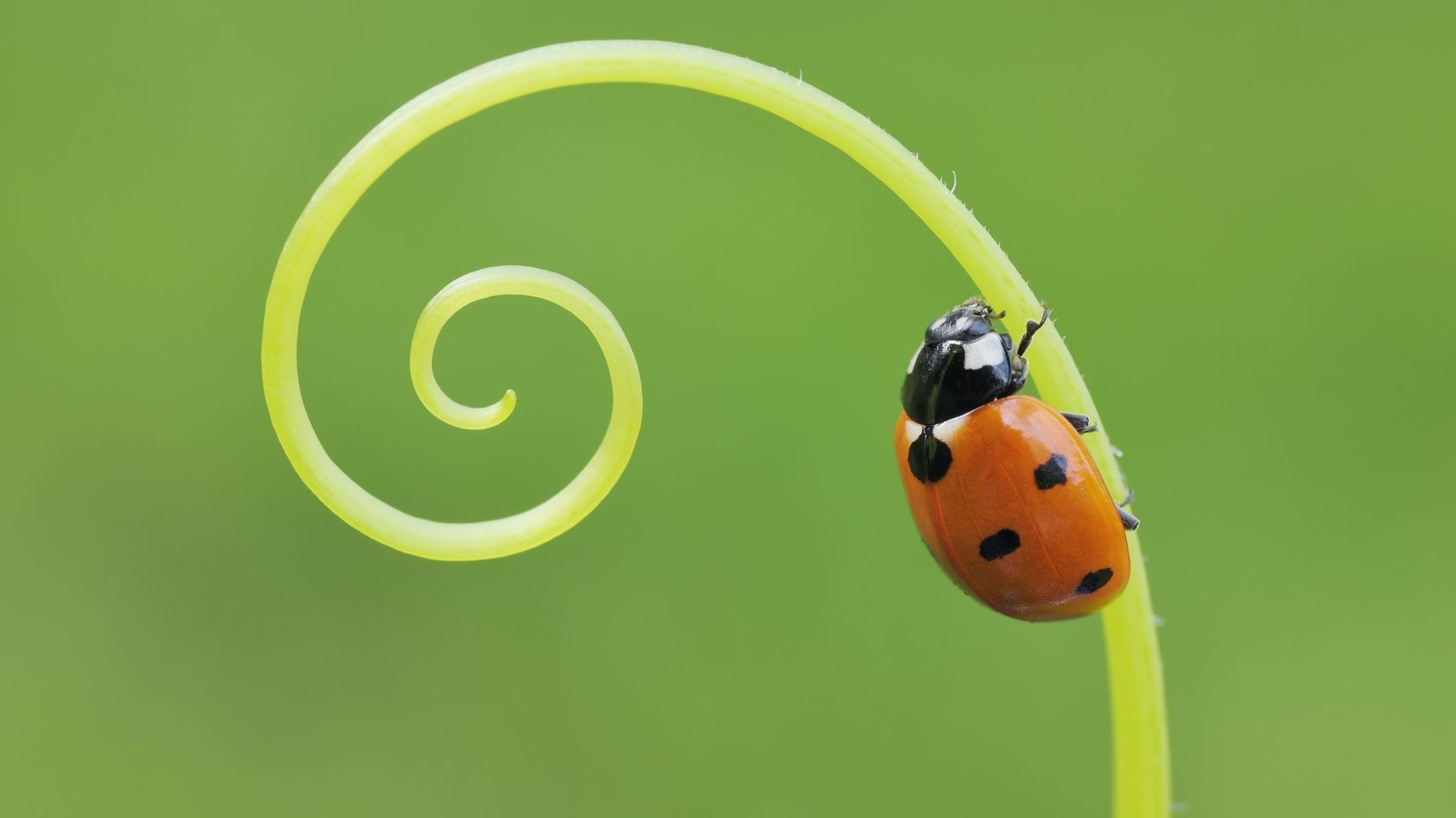 Carnet nature Les coccinelles RTBF Actus