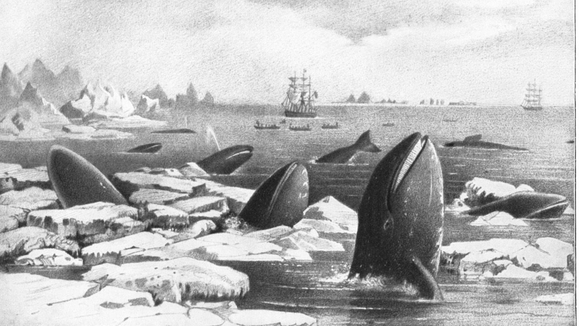 Le Blue Whale Challenge : le désespoir des baleines 