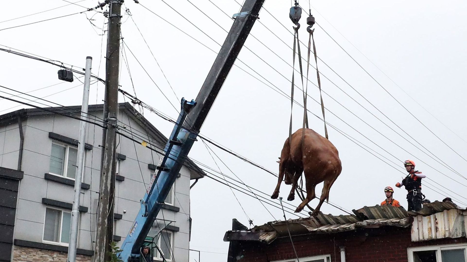 Opération de sauvetage d'une vache coincée sur un toit en Corée du Sud 