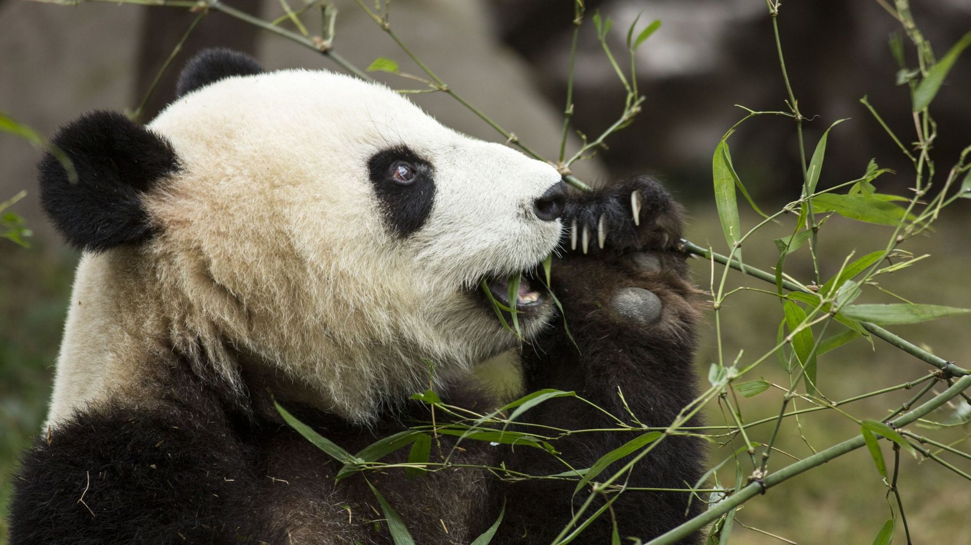 Les principaux animaux sauvages protégés en Chine