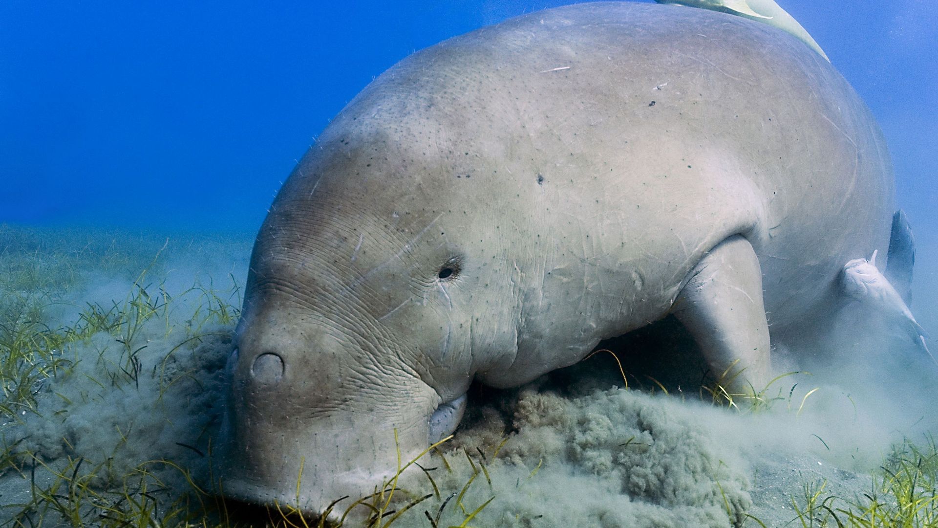 COP15 : menacés d'extinction, dugongs, ormeaux et coraux illustrent la destruction des milieux marins.