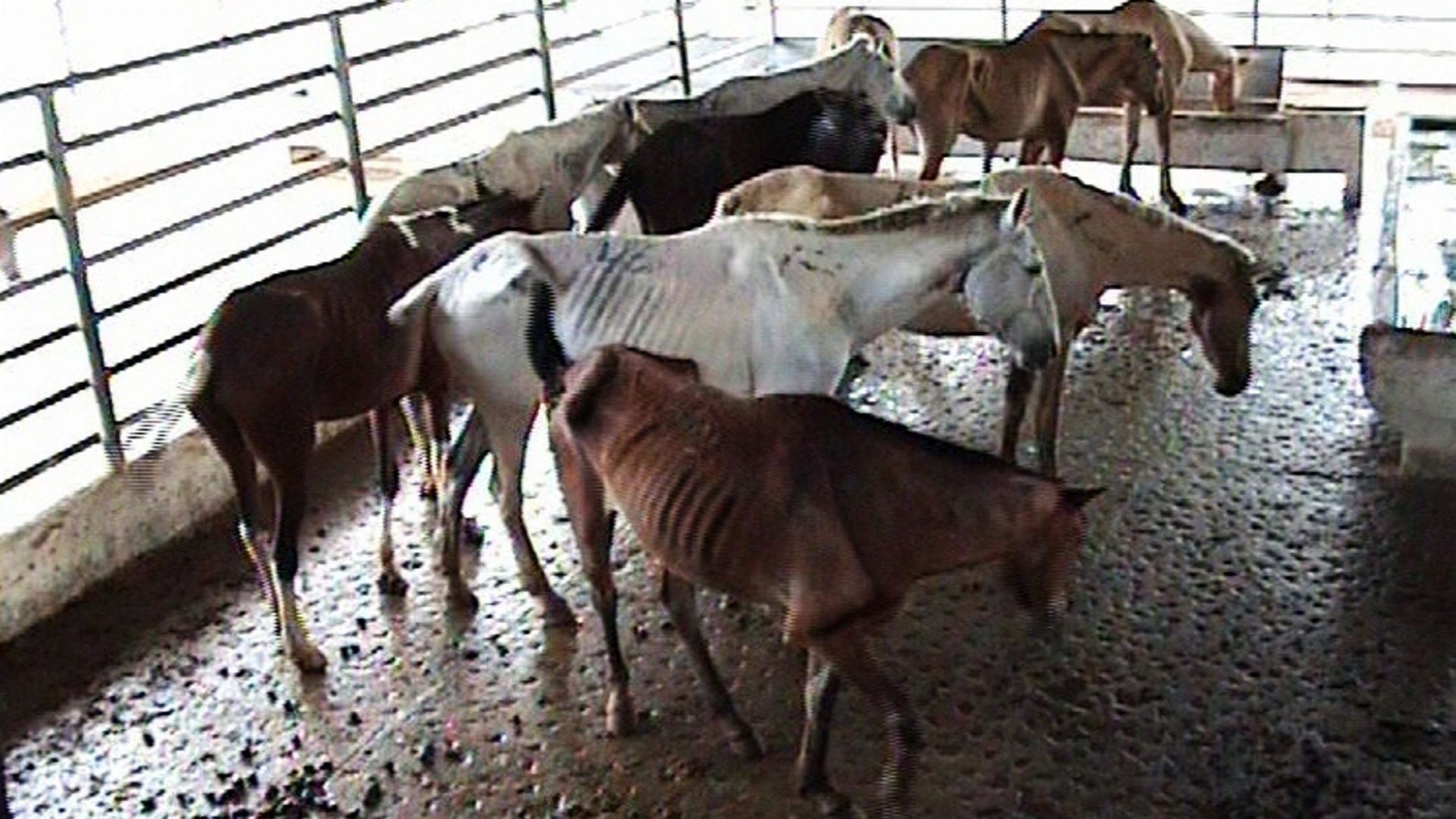 Des chevaux maltraités, gardés pour leur viande, debout à l'extérieur à Bruxelles, le 8 avril 2010. Gaia veut interdire toute viande de cheval en provenance d'Amérique du Sud, dans les magasins en Belgique.
