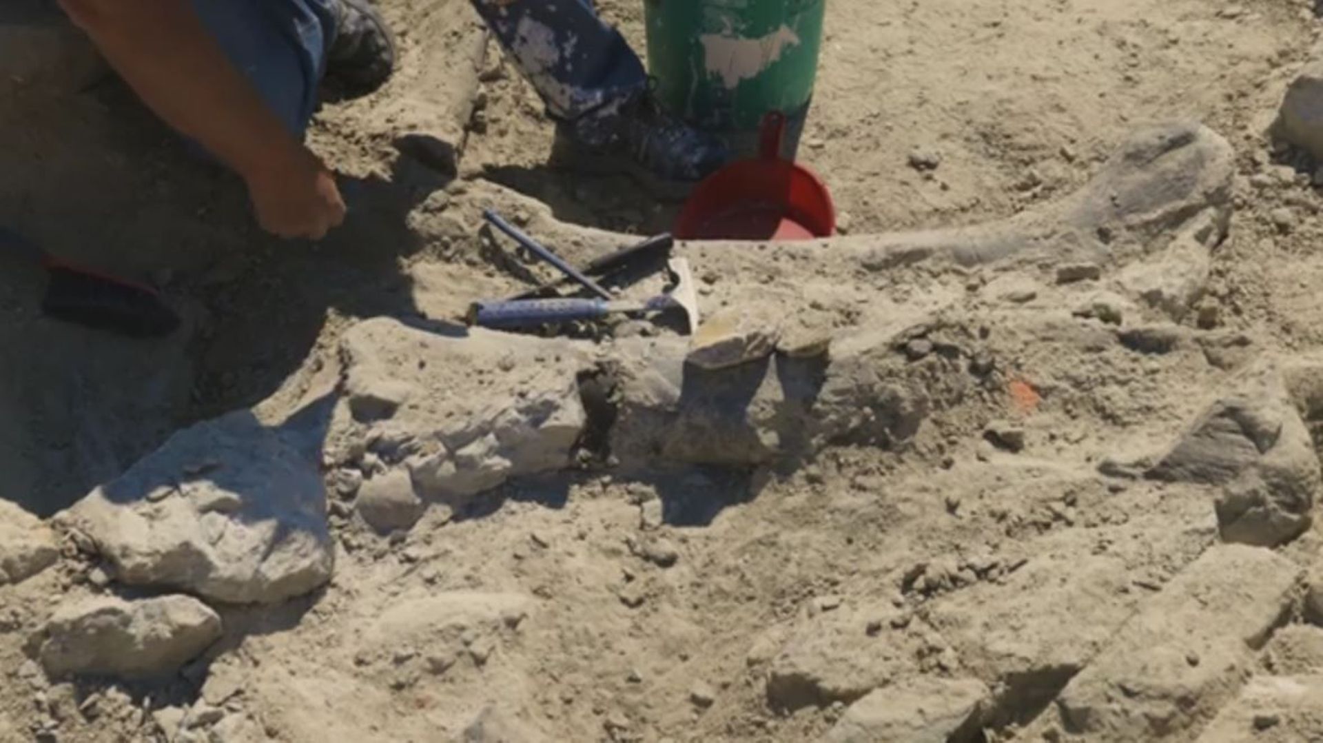 Un des restes des cinq dinosaures découverts dans le Wyoming cet été.