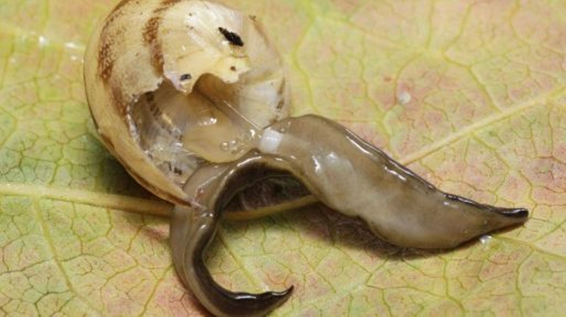Photo diffusée par le Muséum national d'Histoire naturelle d'un ver plat mangeant un escargot, le 3 février 2014 à Caen