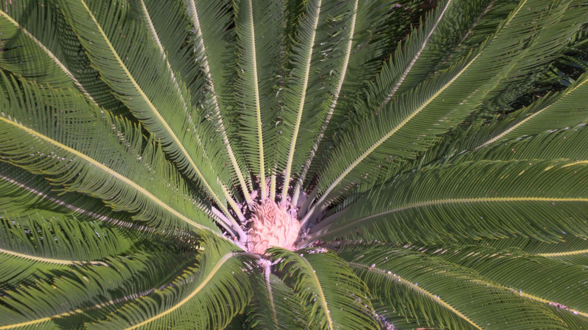 Il n’est ni un palmier, ni une fougère. Le cycas (Cycas revoluta) est une plante très ancienne originaire du Japon. Maria Serena en possède une multitude dont de vieux exemplaires à plusieurs troncs.